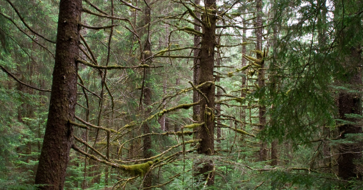 Das Gesetz, das Deutschlands Wälder töten wird